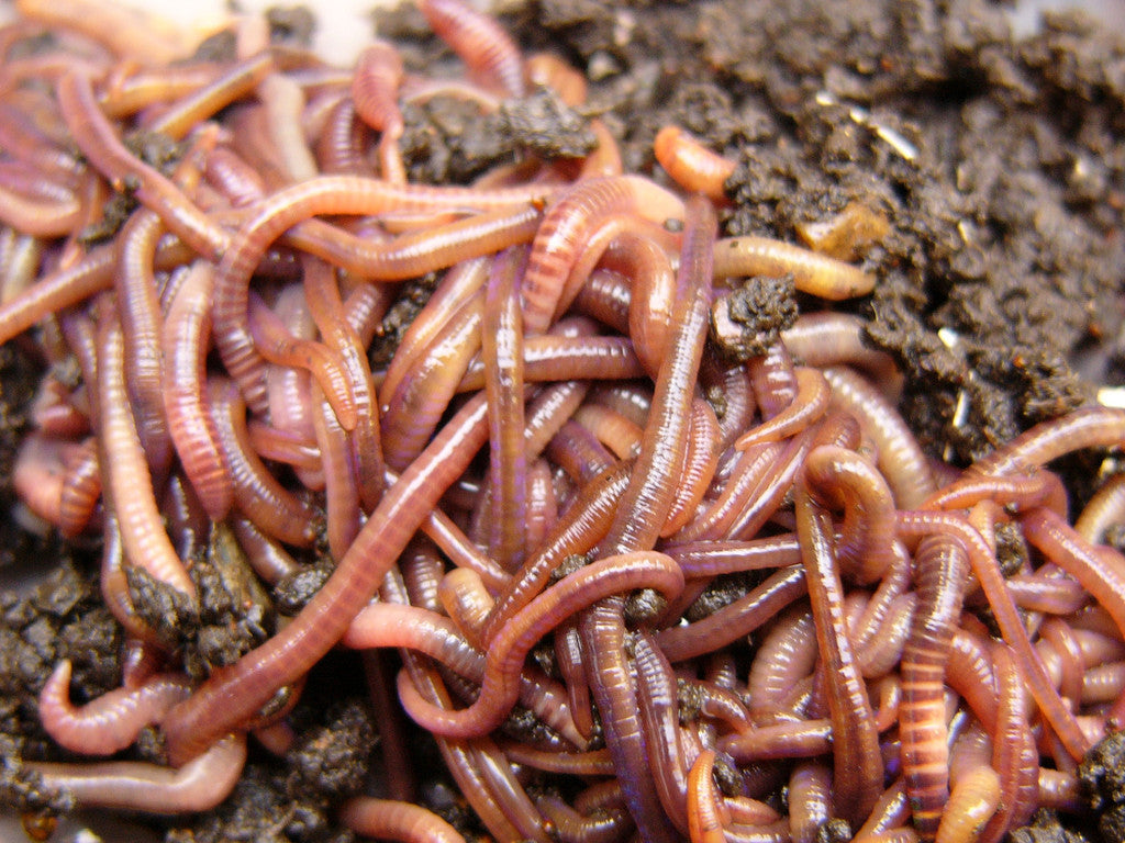 250 European Night Crawlers