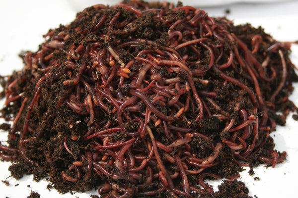 500 Composting Worms