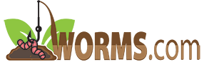 Worms.com  - LIVE Worms for sale!